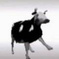 波兰牛跳舞表情包暂未上线