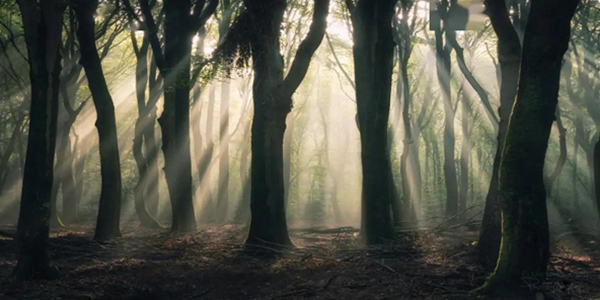 逃离森林游戏版本大全