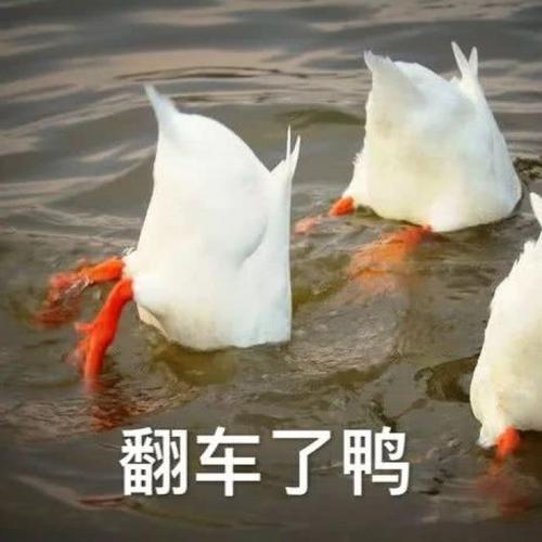 最近流行的鸭子表情包暂未上线